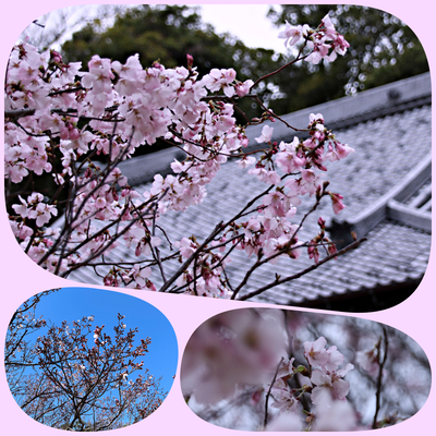 collage-1