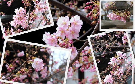 桜