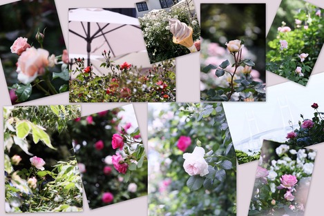 薔薇