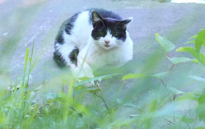 シロクロちゃん