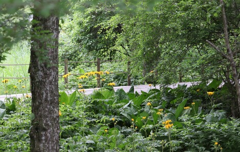 箱根湿性花園