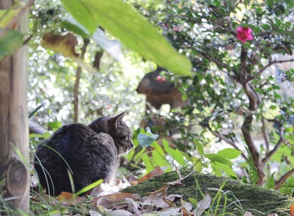 山茶花と猫