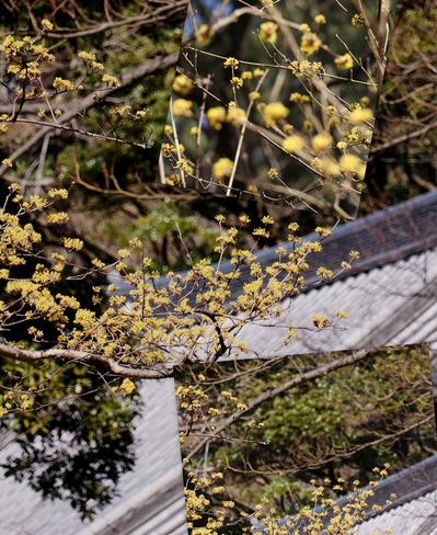 ¥µ¥ó¥·¥å¥æ