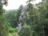山藤