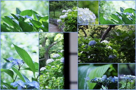 紫陽花