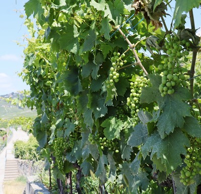 Lavaux