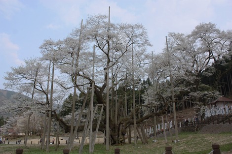 薄墨桜
