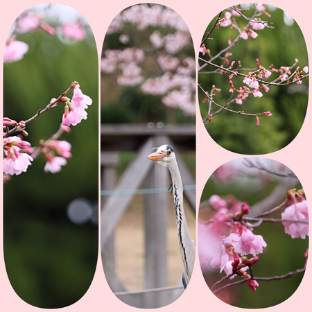 ������ʪ��