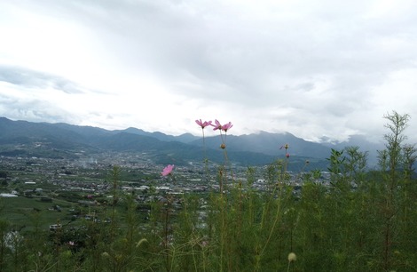 ぶどうの丘