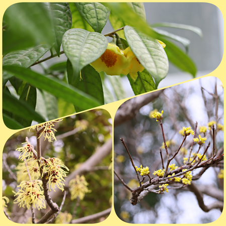 ������ʪ��