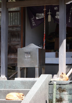 神社の茶トラくんたち