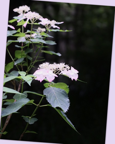 紫陽花