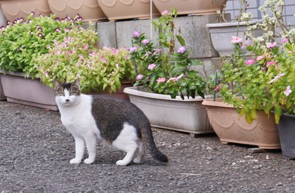 にゃんこ