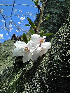 桜-1