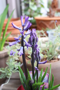 ¥Ò¥ä¥·¥ó¥¹-1