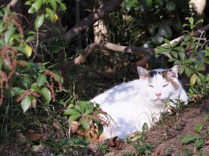 にゃんこ