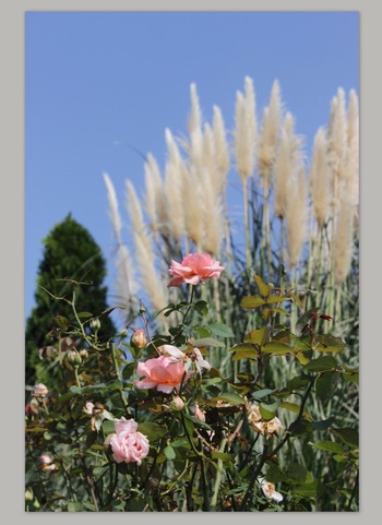 10月の薔薇