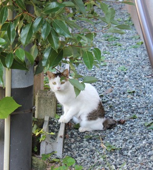 にゃんこ