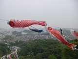 鯉のぼり