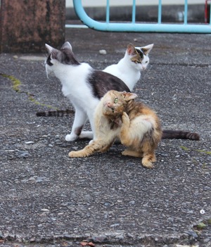 �ȥꥪ����������å�