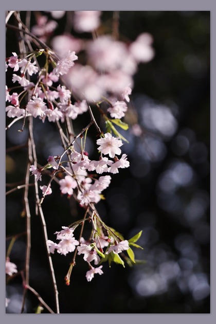 枝垂れ桜