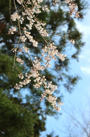 岩村城跡の桜