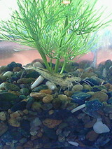 ���Ӥ����-1