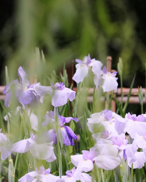 花菖蒲と柳