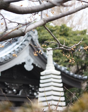 栴檀のある風景