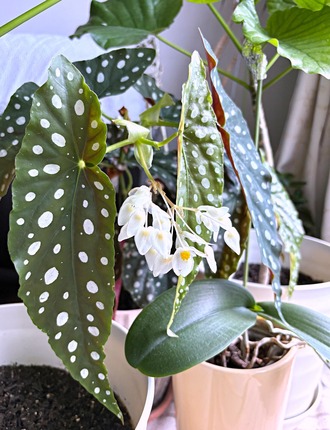 �٥��˥��ޥ��顼��