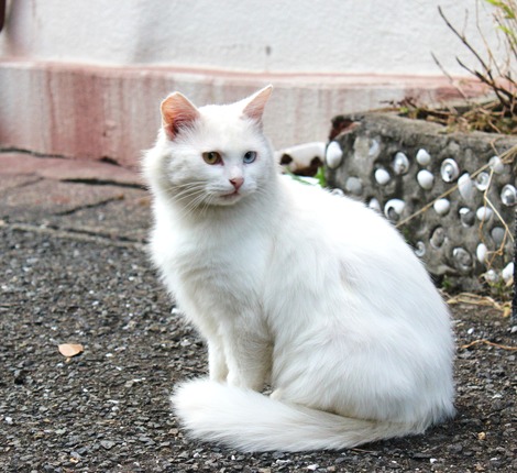 �������ǭ