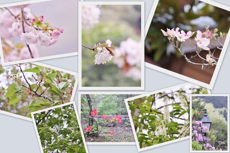 花々