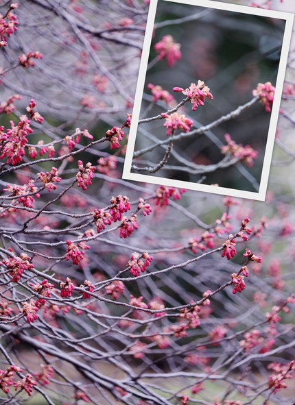 寒緋桜