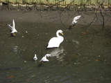 Swan