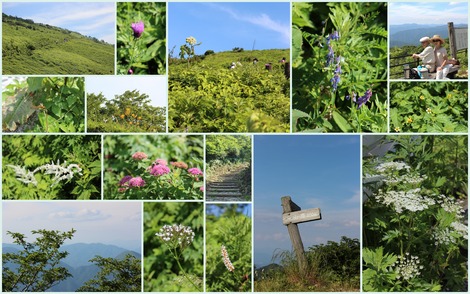 伊吹山 2013.7.10