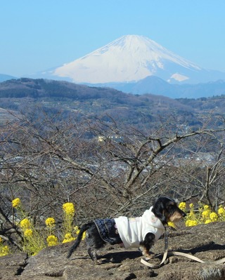 富士山とワンコ