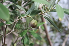 Olive-1