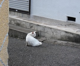 �������ǭ-3