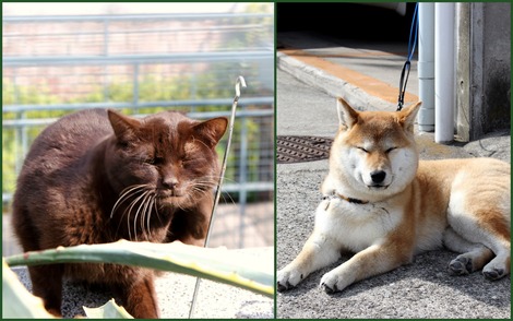 �ʤ�������Ƥ��