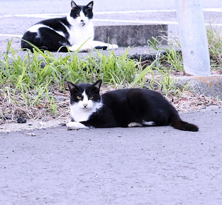 にゃんこ