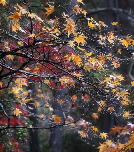 西芳寺