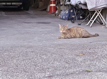 にゃんこ