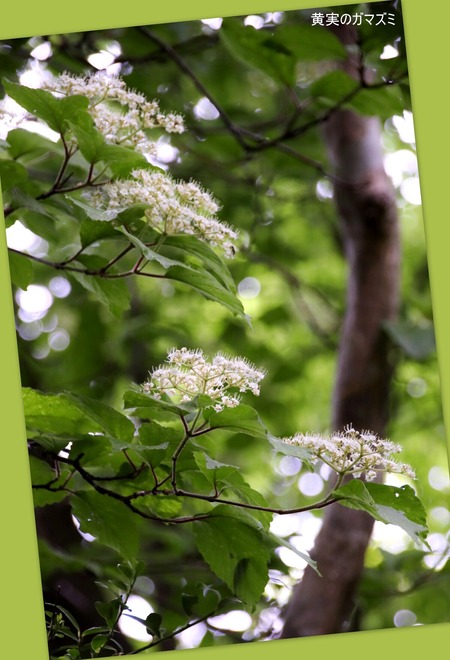 湿性花園