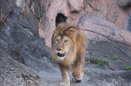 Lion