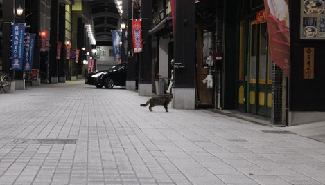 長浜ねこ