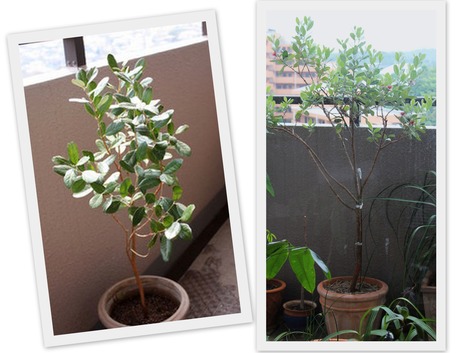 2010, 2014