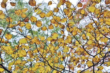 強羅公園