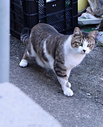 �˥㡼�����