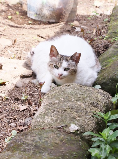 にゃんこ