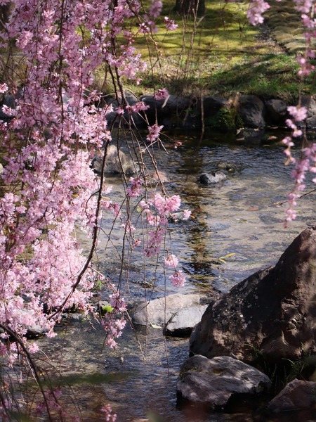 枝垂れ桜